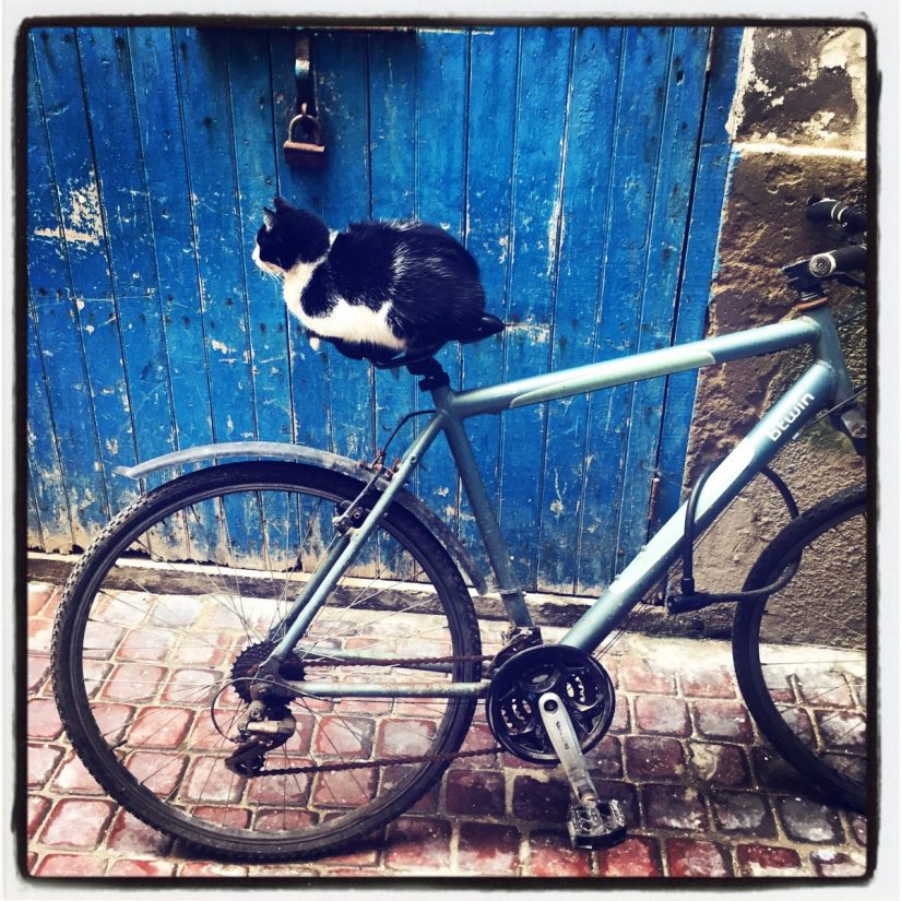 Un chat assis sur la selle d'un vélo. Derrière, une porte bleue en bois. #Off2Africa 7 Essaouira Agadir Maroc © Gilles Denizot 2016