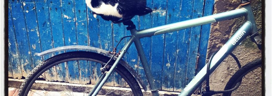 Un chat assis sur la selle d'un vélo. Derrière, une porte bleue en bois. #Off2Africa 7 Essaouira Agadir Maroc © Gilles Denizot 2016