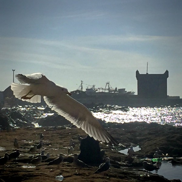 Une mouette vole, le port d'Essaouira au loin © Gilles Denizot 2016
