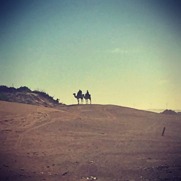 Deux chameaux au loin, sur une dune à Essouira © Gilles Denizot 2016