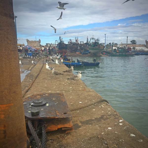 Port d'Essaouira, des mouettes volent dans l'air #Off2Africa 5 Essaouira Maroc © Gilles Denizot 2016