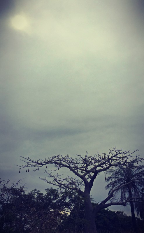 Cimes des arbres sur ciel gris #Off2Africa 47 Bignona Casamance Sénégal © Gilles Denizot 2017
