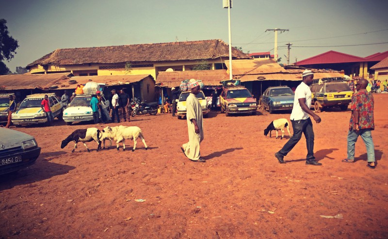 Scène de gare routière, des hommes et des chèvres marchent entre les taxis-brousse #Off2Africa 83 Kankan Guinée © Gilles Denizot 2017