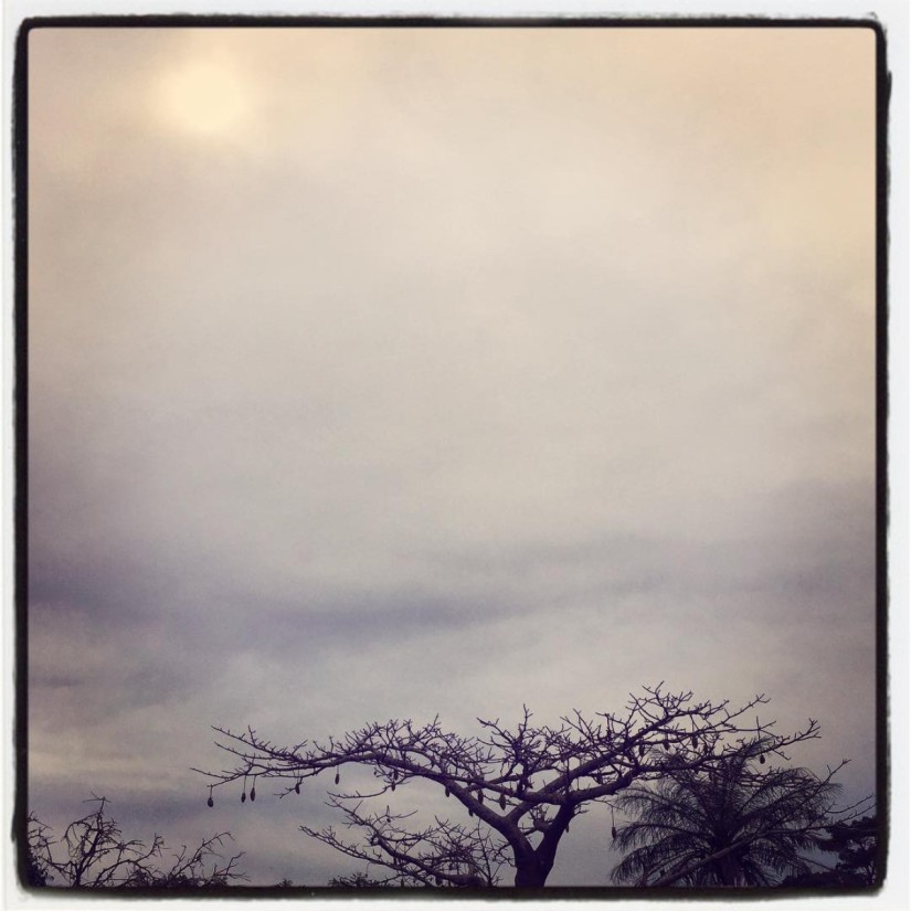 Cime des arbres sur ciel gris #Off2Africa 47 Bignona Casamance Sénégal © Gilles Denizot 2017