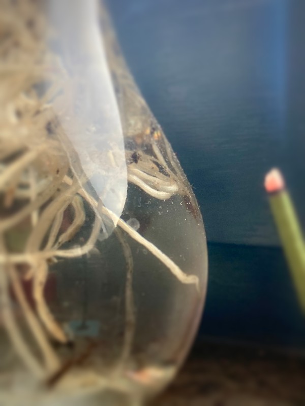 Des racines de jacinthe dans un verre rempli d'eau et un bâtonnet d'encens #HolaBCN Voleur de sable © Gilles Denizot 2024